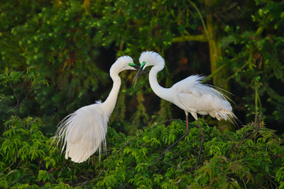 浙江义乌:白鹭起舞 春暖花开