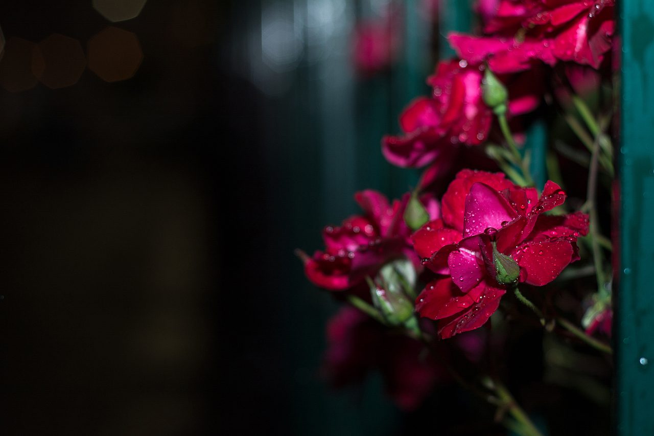 雨夜玫瑰|摄影|产品摄影|义乌弯仔