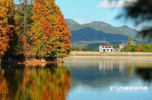 美得过分！义乌这个拍照圣地，不去一趟太可惜