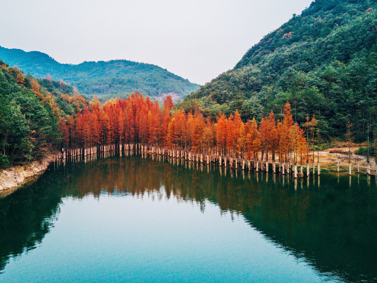 一抹水杉红 星源摄影镜头下的义乌朝阳水库秋韵